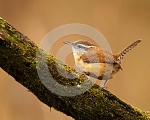 Tiny Carolina Wren (Thryothorus ludovicianus) resting on a tree branch on the blurred background