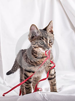 Tiny cat with red tape