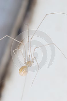 A tiny cellar spider