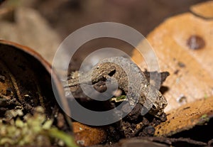 Tiny chameleon Brookesia micra Brookesia minima photo