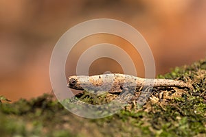 Tiny chameleon Brookesia micra Brookesia minima photo