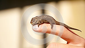 Tiny Chameleon sitting on a finger at Tsitsikamma National Park along the Garden Route in South Africa.