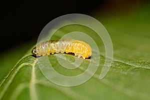A tiny Cherry `slug` which is a larva of  the Sawfly Caliroa cerasi