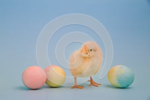 Tiny chick facing camera surrounded by colorful Easter eggs