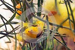 Tiny chicks attached to Rhipsalis plant during easter