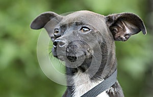 Tiny Chihuahua mixed breed dog pet adoption photo