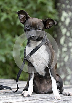 Tiny Chihuahua mixed breed dog pet adoption photo