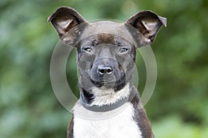 Tiny Chihuahua mixed breed dog pet adoption photo