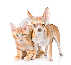 Tiny chihuahua puppy and maine coon cat looking at camera together. isolated on white