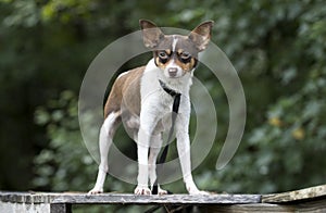 Tiny Chihuahua Rat Terrier mixed breed dog pet adoption photo