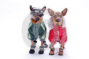 Tiny chihuahua and terrier toys in winter costumes.