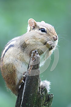 Tiny chipmunk with busy paws, green background.