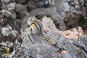 Tiny Chipmunk in a lava field