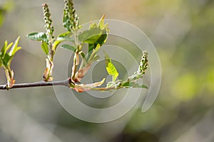 Tiny Choke Cherry Buds