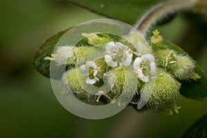 Tiny circaea nightshade enchanter flowers