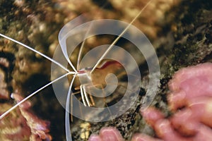 Tiny cleaner shrimp with Lon white antennas underwater