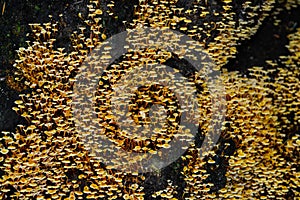 Tiny clusters of fungi