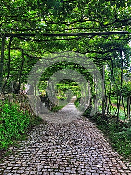 Single Lane Road with Grape Arbor in Portugal