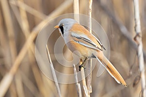 tiny and colorful male bearded reedling