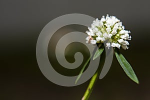 Tiny colorful wild flower in macro.