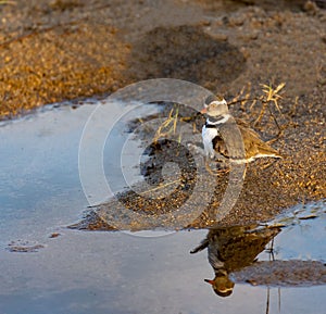 A tiny Common ringed plover (Charadrius hiaticula) reflected in water puddle in Kruger national park