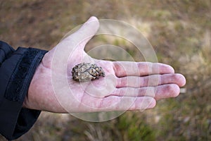 Tiny conifer cone on the Childs hand