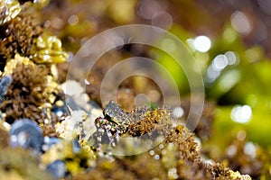 Tiny Crab in Tidepools in Oregon, USA