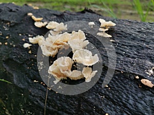 Tiny Crepidotus variabilis kidney-shaped fungi sprouting from decay trunk. photo