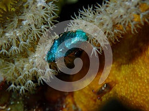 Tiny critter, macro life, bahamas. Underwater photography