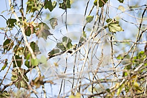 Tiny, Curious Ruby-Crowned Kinglet