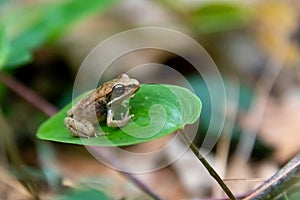 Tiny, cute, baby wood frog Lithobates sylvaticus or Rana sylvatica sitting on a leaf