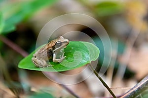 Tiny, cute, baby wood frog Lithobates sylvaticus or Rana sylvatica sitting on a leaf photo