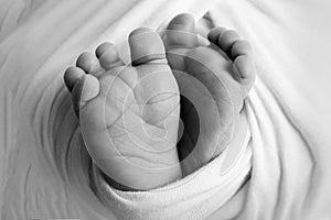 Soft feet of a newborn in a blancket. Close-up of toes, heels and feet of baby. Black and white studio macro photography