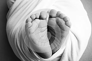 Soft feet of a newborn in a blancket. Close-up of toes, heels and feet of baby. Black and white studio macro photography