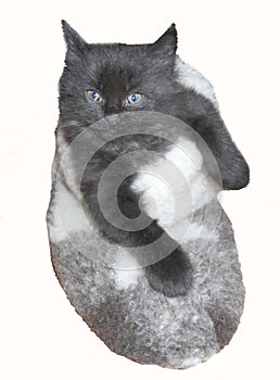 Tiny cute black kitten in felt boot