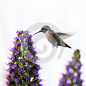 A tiny cute hummingbird