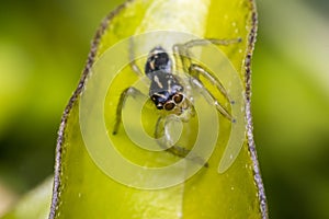 Tiny cute jumping spider on a leaf