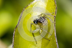 Tiny cute jumping spider on a leaf