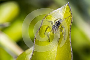 Tiny cute jumping spider on a leaf