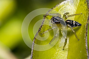 Tiny cute jumping spider on a leaf