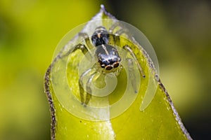 Tiny cute jumping spider on a leaf