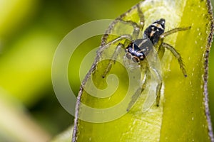 Tiny cute jumping spider on a leaf