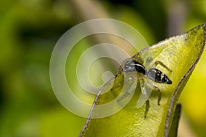 Tiny cute jumping spider on a leaf