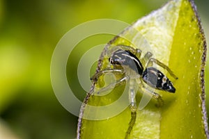 Tiny cute jumping spider on a leaf