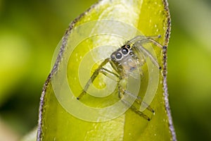 Tiny cute jumping spider on a leaf