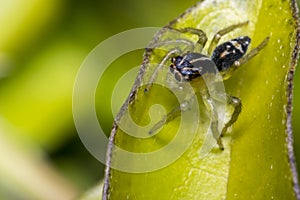 Tiny cute jumping spider on a leaf