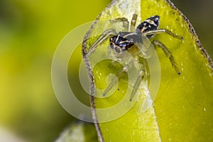 Tiny cute jumping spider on a leaf