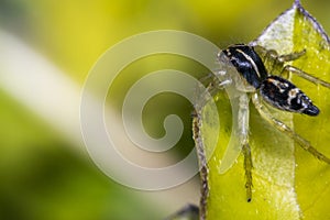 Tiny cute jumping spider on a leaf