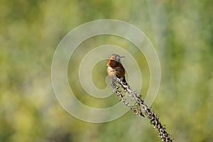 Tiny cute male Rufous Hummingbird sitting on a brunch