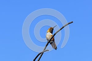 Tiny cute male Rufous Hummingbird sitting on a brunch